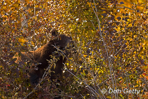Black Bear