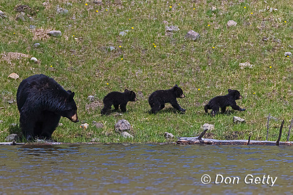 Black Bear