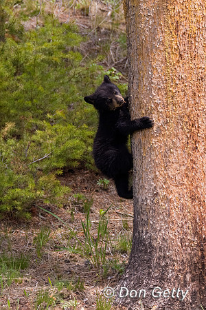Black Bear