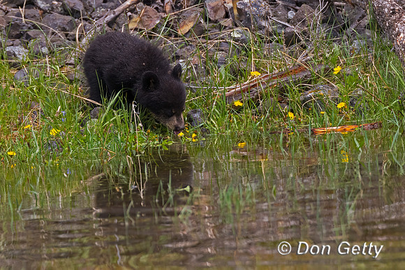 Black Bear