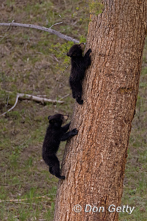 Black Bear