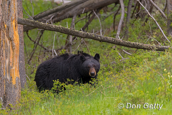 Black Bear
