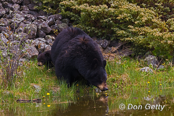 Black Bear
