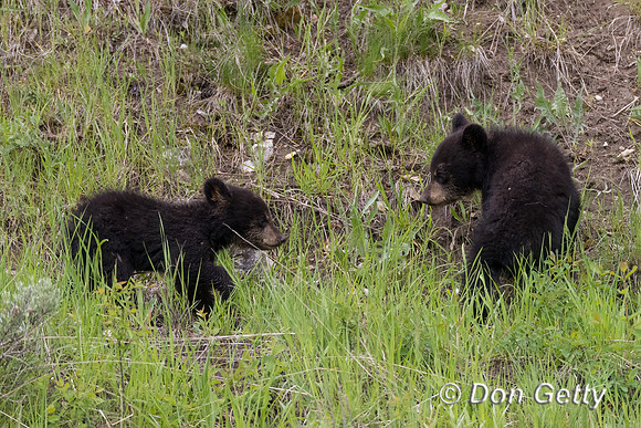 Black Bear