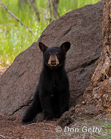 Black Bear