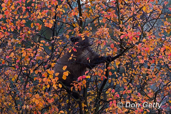 Black Bear