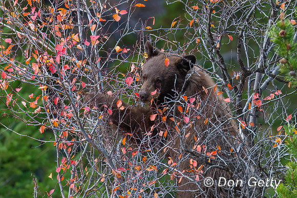 Black Bear