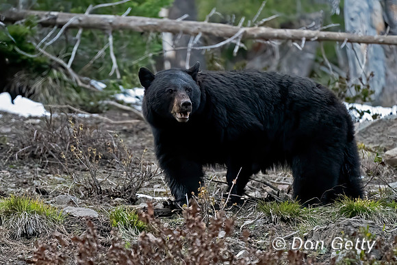 Black Bear