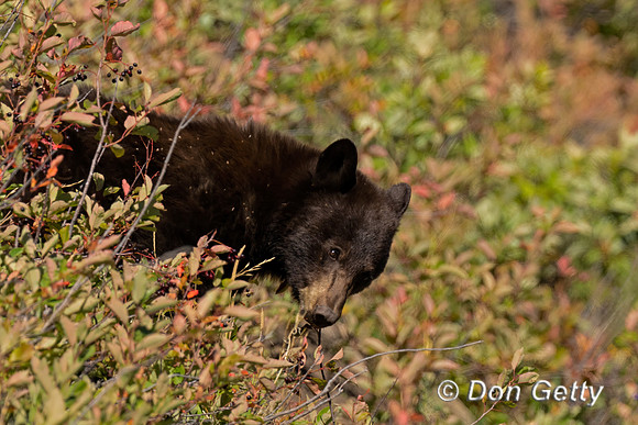Black Bear
