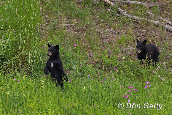 Black Bear