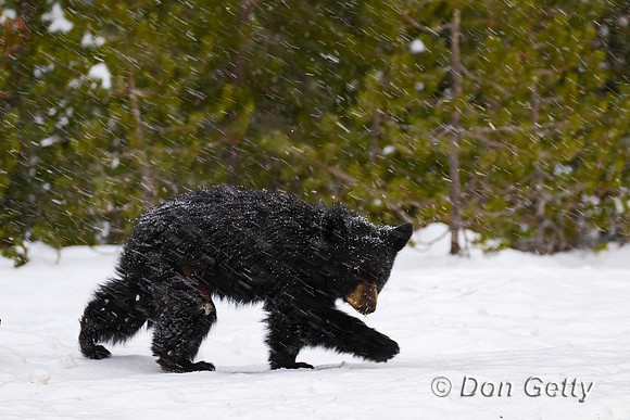 Black Bear