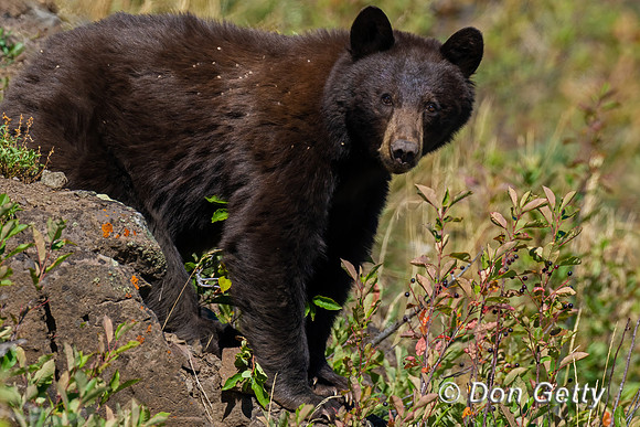 Black Bear