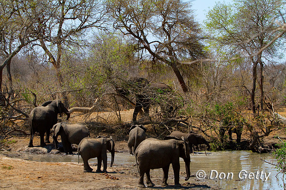 Elephant_MG_5301