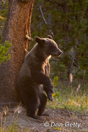 Grizzly Bear