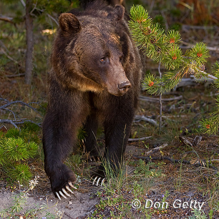 Grizzly Bear