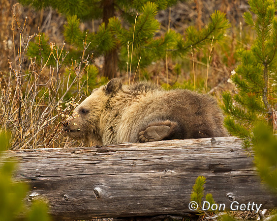 Grizzly Bear