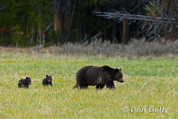 Grizzly Bear