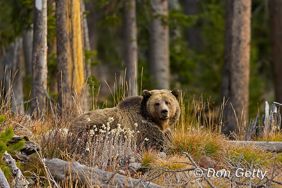Grizzly Bear