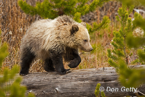 Grizzly Bear