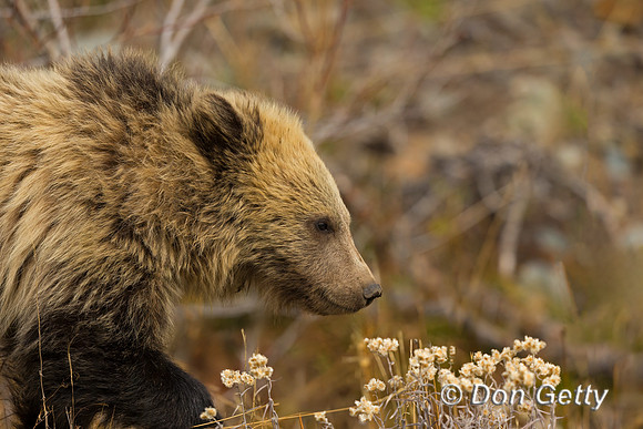 Grizzly Bear