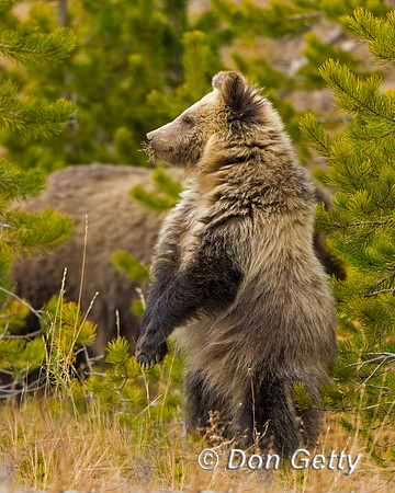 Grizzly Bear