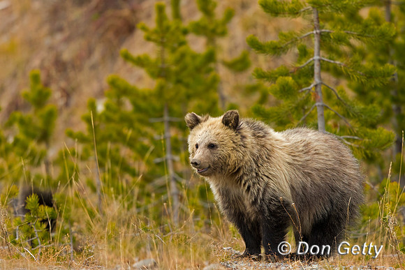 Grizzly Bear