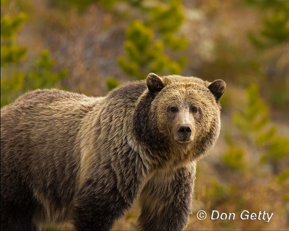 Grizzly Bear