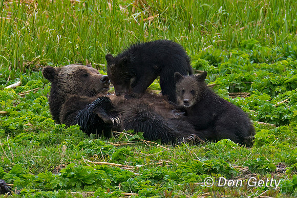 Grizzly Bear