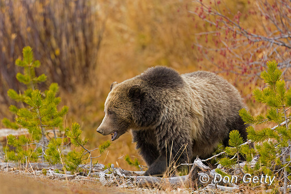 Grizzly Bear