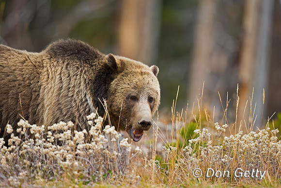 Grizzly Bear
