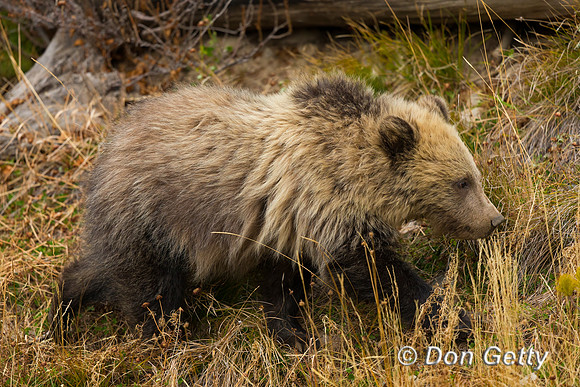 Grizzly Bear