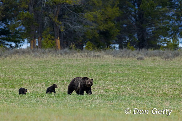 Grizzly Bear