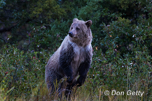 Grizzly Bear