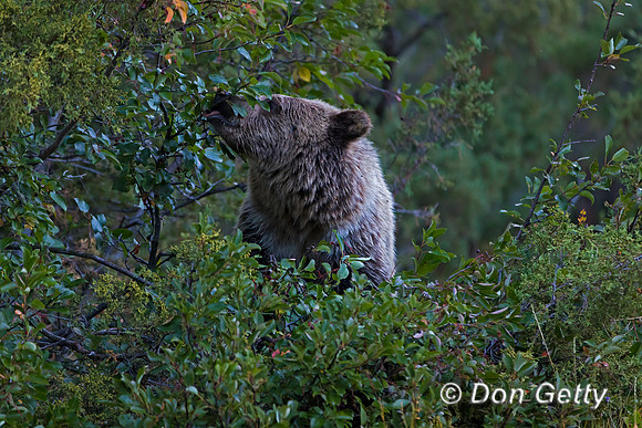 Grizzly Bear