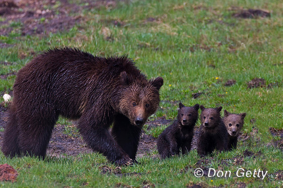 Grizzly Bear