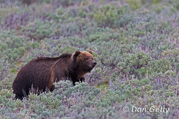 Grizzly Bear