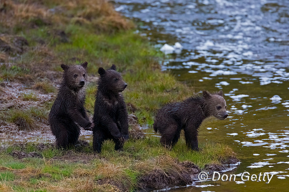 Grizzly Bear