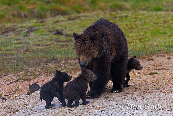 Grizzly Bear