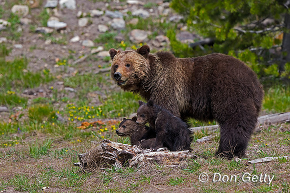 Grizzly Bear