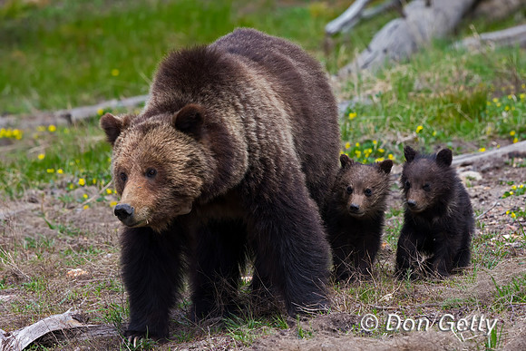 Grizzly Bear