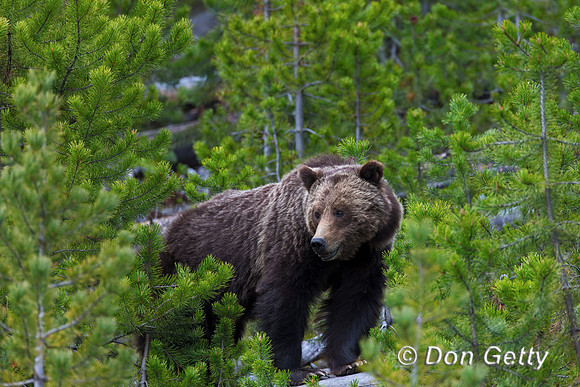 Grizzly Bear