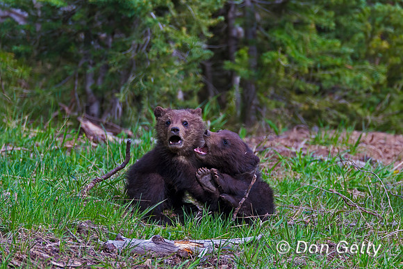 Grizzly Bear