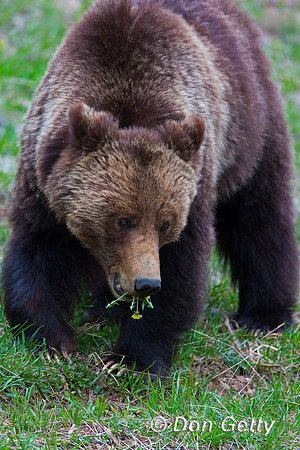 Grizzly Bear