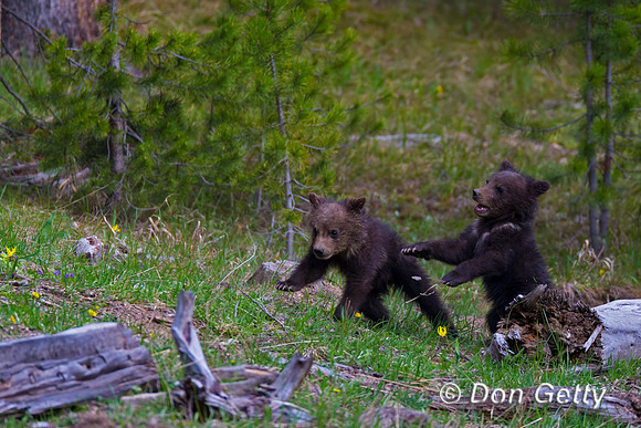 Grizzly Bear
