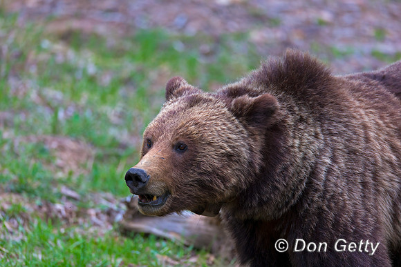 Grizzly Bear