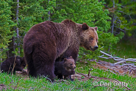Grizzly Bear