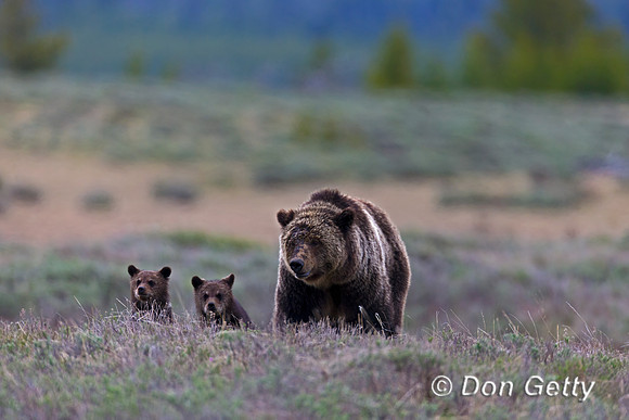 Grizzly Bear
