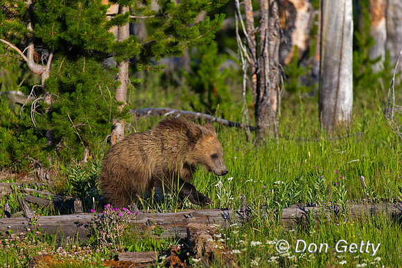 Grizzly Bear