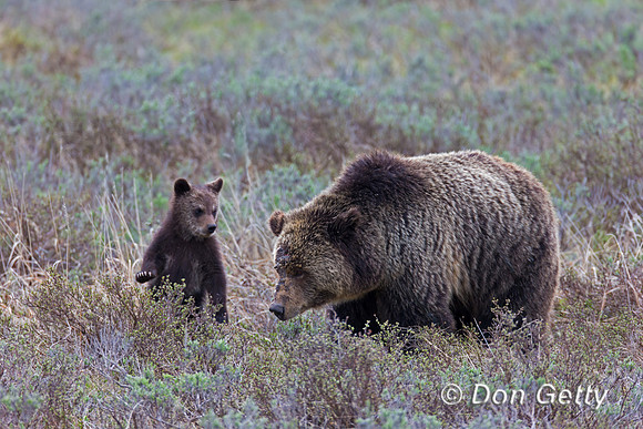 Grizzly Bear