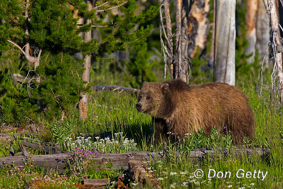 Grizzly Bear